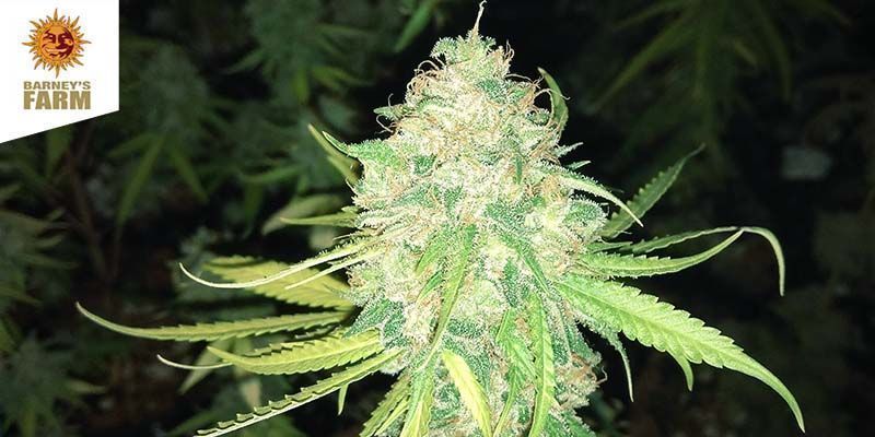 Buy Barney's Farm Cannabis Seeds - Zamnesia